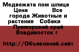 Медвежата пом шпица › Цена ­ 40 000 - Все города Животные и растения » Собаки   . Приморский край,Владивосток г.